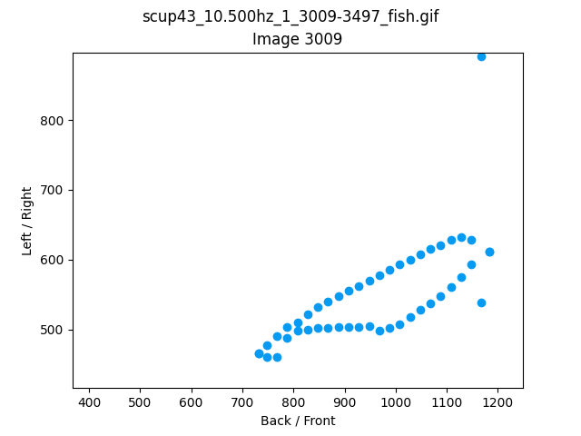 fish swimming GIF